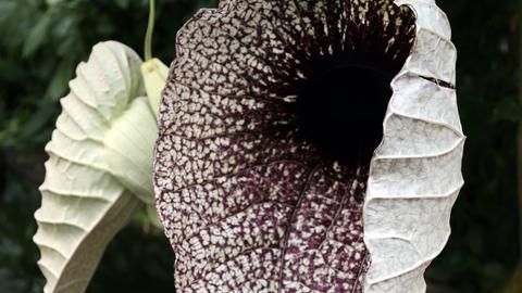 Die Blüten der Aristolochia grandiflora stinken nach Kot.
