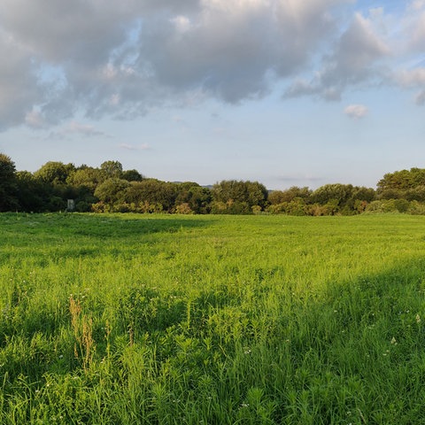 Sträucher im Pfungstädter Moor im August 2021