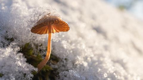 "Diesen kleinen Pilz habe ich in Schlitz fotografiert", schreibt dazu hessenschau.de-Nutzer Andreas Heimann. 