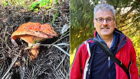 Bildkombination aus zwei Fotos: links ein Pilz im Unterholz, rechts Portrait des Pilzexperten.