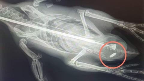Röntgenbild eines Pinguins mit verschluckter Münze