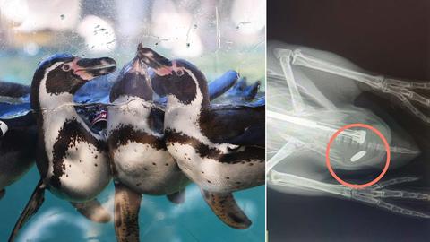 Bildkombination: links drei kleine Pinguine im Wasser (hinter einer Glasscheibe), rechts ein Röntgenbild eines Pinguins mit verschluckter Münze.