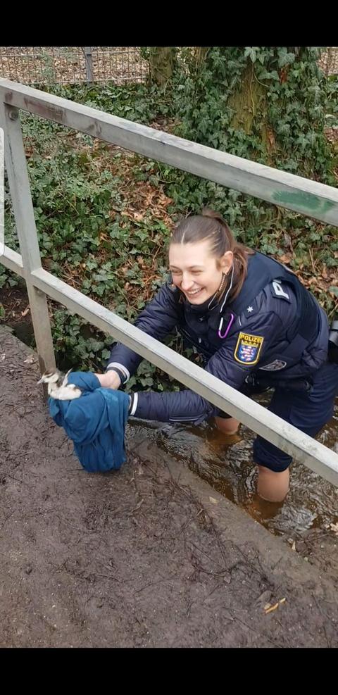 Polizistin steht in Bachlauf und rettet in einem Tuch ein Gänseküken.