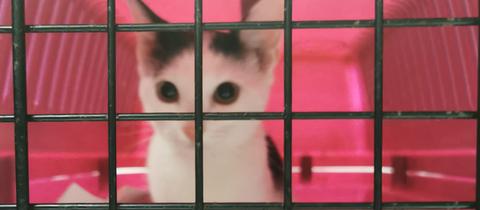 Katze in Käfig