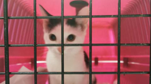 Katze in Käfig