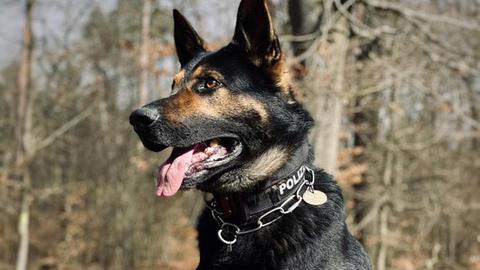 Porträt von Polizeihund Drago