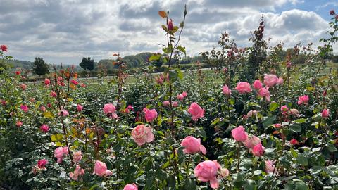 Prächtiges Rosenbeet mit rosafarbenen  Queen-Rosen