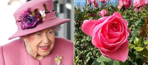 2er Kombo mit Queen Elizabeth und einem Foto gleichnamigen Rosen