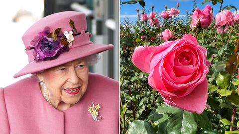 2er Kombo mit Queen Elizabeth und einem Foto gleichnamigen Rosen