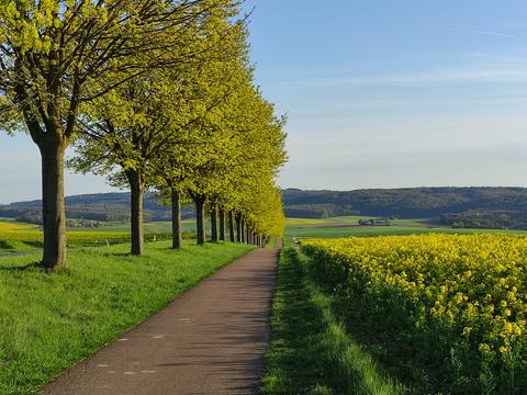 Ein Weg führt an Bäumen und einem blühenden Rapsfeld vorbei.