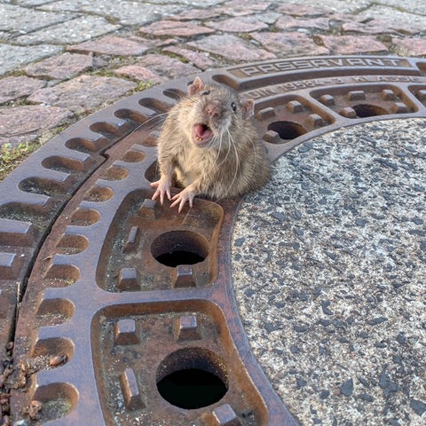 Die Ratte sitzt in Bensheim in einem Gullydeckel fest.