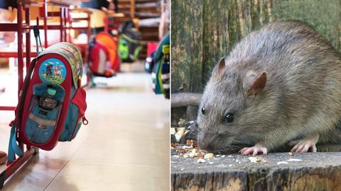 Bildkombination: links Boden eines Klassenraumes mit Tischbeinen und Ranzen; rechts eine Ratte, die auf einem Stück Holz sitzt.