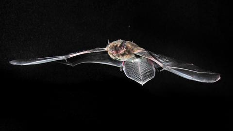 Rauhautfledermaus im Flug - vor schwarzem Hintergrund