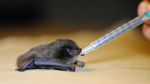 Eine Rauhautfledermaus bekommt mit einer Pipette Wasser zum Trinken.