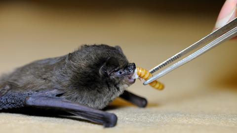 Eine Rauhautfledermaus bekommt mit einer Pipette Wasser zum Trinken.