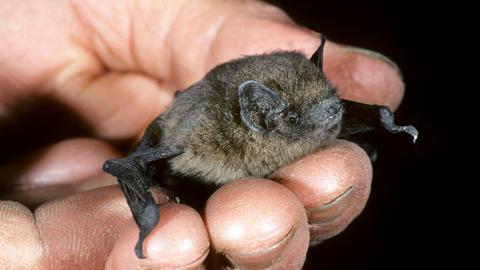 Rauhautfledermaus (Pipistrellus nathusii) sitzt auf einer Hand.