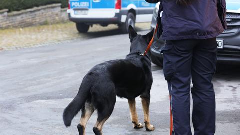 Polizeibeamtin mit Hund steht an einer Straße neben zwei Polizeiautos.
