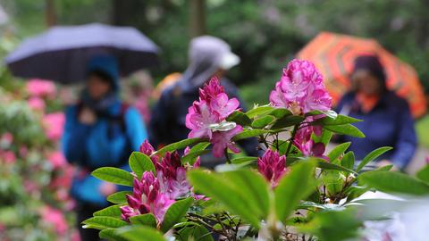 Spaziergänger im Regen