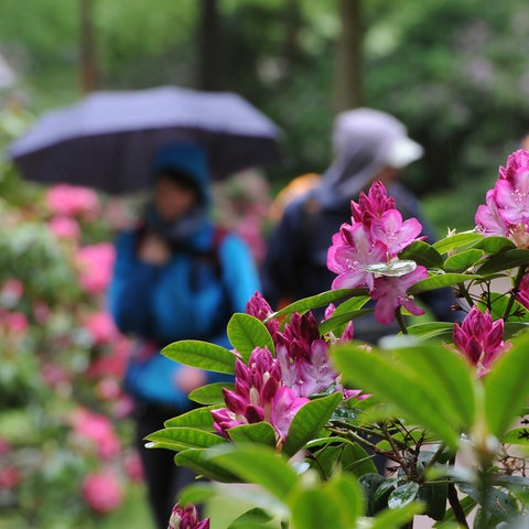 Spaziergänger im Regen