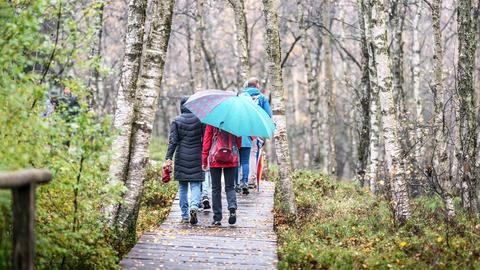 Eine Gruppe von Spaziergängern in bunter Bekleidung mit Schirmen geht im Regenwetter durch einen Wald.