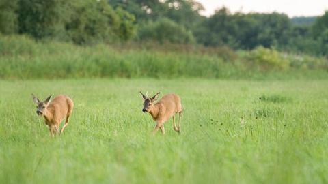 Rehe