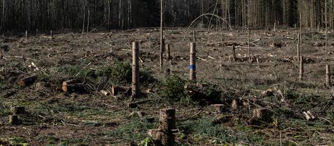 Für ein Windrad gerodete Fläche auf dem Langenberg im Reinhardswald