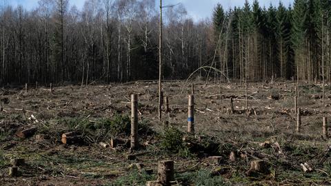 Für ein Windrad gerodete Fläche auf dem Langenberg im Reinhardswald