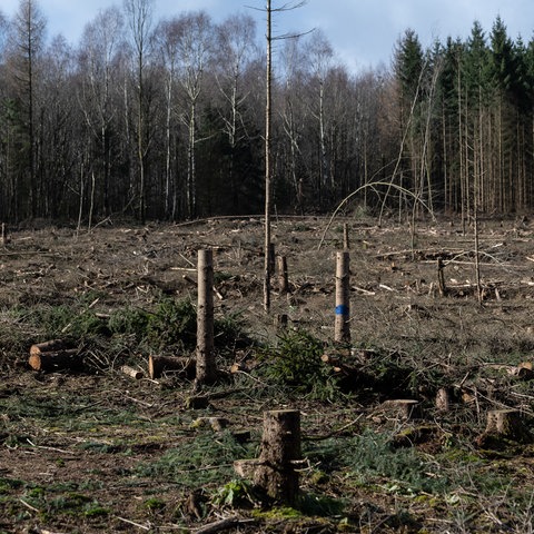 Für ein Windrad gerodete Fläche auf dem Langenberg im Reinhardswald