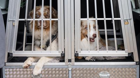 Zwei Rettungshunde warten in ihrer Transportbox auf ihren Einsatz bei einer Übung. 