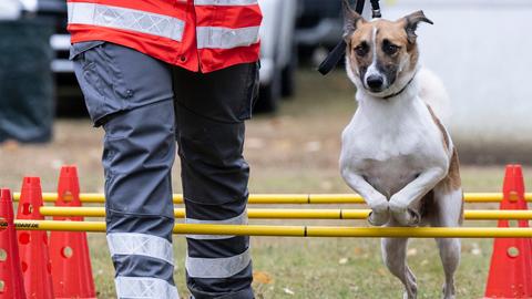 Begleitet von seinem Herrchen springt ein Rettungshund des DRK im Rahmen eines Übungsparcours über Hindernisse.