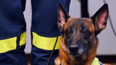 Bei dem Hilfseinsatz in der Türkei sind auch Rettungshunde dabei.