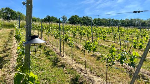 Wein aus der Rhön von Hessens höchstem Weinberg