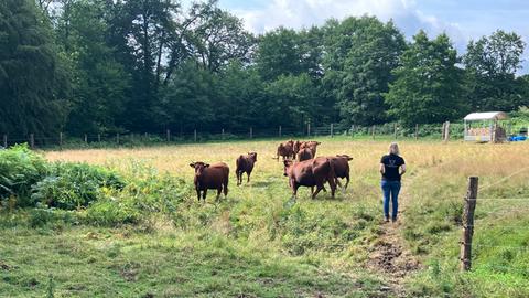 Rinder als Naturschützer, eingesetzt im Reinhardswald. 