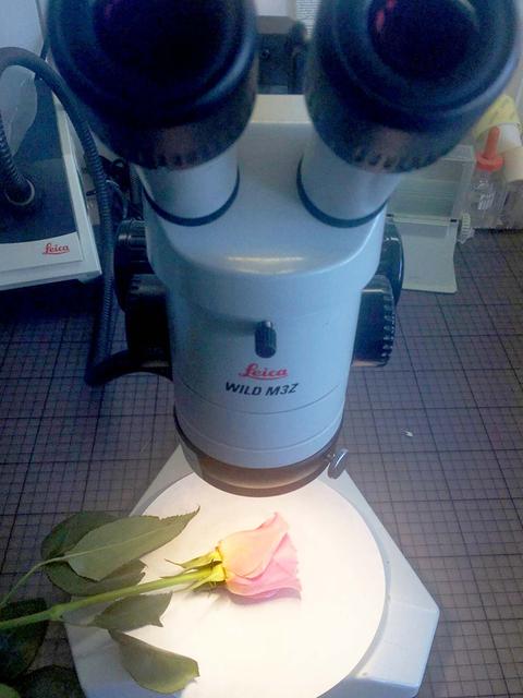 Einzelne Rose liegt unter einem Mikroskop.