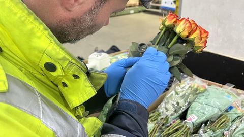 Ein Mann kontrolliert einen Bund Rosen auf mögliche Schädlinge.