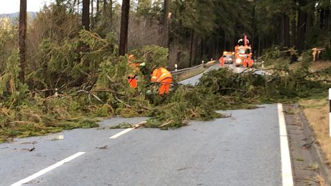 Bäume bei Schmitten auf Straße