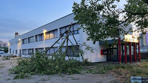 Umgestürzter Baum vor Gebäude