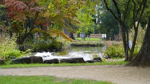 Teich im Verna-Park in Rüsselsheim