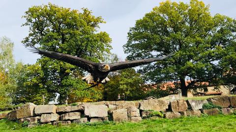 Adler Medusa, Tierpark Sababurg