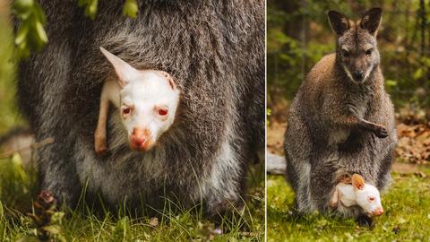 Bildkombination aus zwei Fotos, auf welchen der Kopf eines frisch geborenen Albino-Kängurus aus dem Bauch seiner Mutter herausschaut.