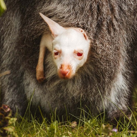 Bildkombination aus zwei Fotos, auf welchen der Kopf eines frisch geborenen Albino-Kängurus aus dem Bauch seiner Mutter herausschaut.