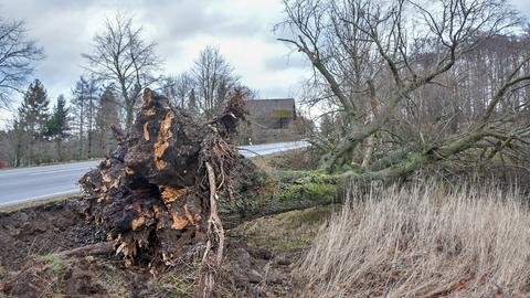 Umgestürzter Baum nahe Hoherodskopf und Schotten (Vogelsberg).