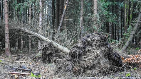 Umgestürzter Baum im Wald am Hoherodskopf (Vogelsberg)