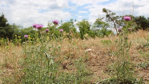 Mehrere grüne Pflanzen mit violetten Blüten stehen in einer sandigen Landschaft.