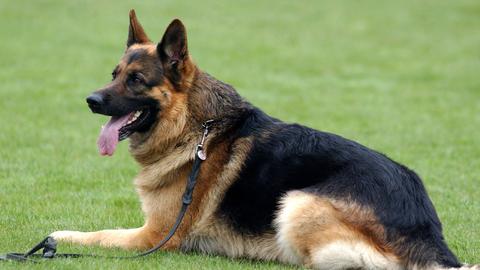 ein Schäferhund liegt auf grünem Rasen