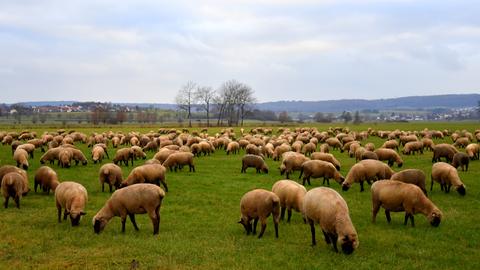 Schafe auf einer Wiese bei Kirchhain (Marburg-Biedenkopf).