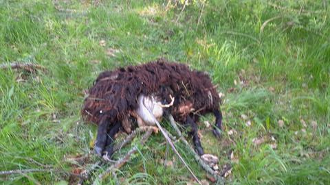 Ein mutmaßlicher Wolfsriss in Wehrheim.