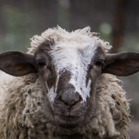Ein schwarz-geflecktes Schaf