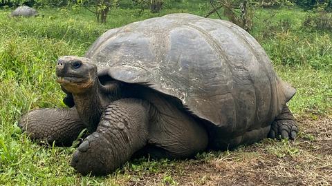 Galápagos-Schildkröte