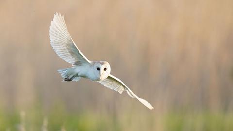 Eine weiße Schleiereule im Flug.